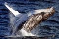 True Blue Cruises - Sydney Whale Watching